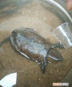 鹰嘴龟冬眠需要什么，家里养鹰嘴龟犯法吗