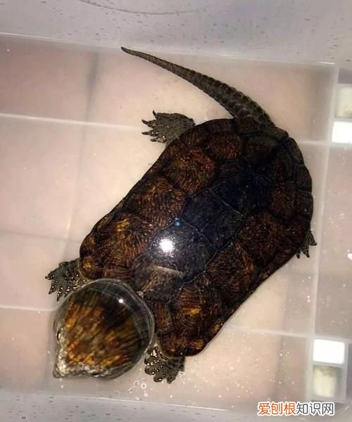 鹰嘴龟不吃东西怎么办，为什么鹰嘴龟没力又不吃东西呢