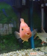 鹦鹉鱼的嘴白了怎么办，鹦鹉鱼嘴上有白班怎么办