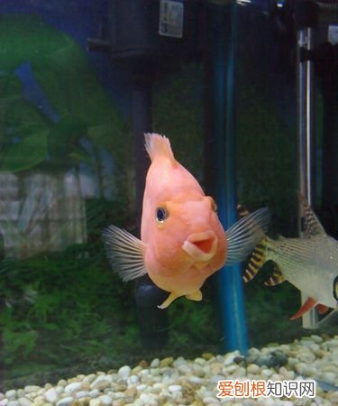 鹦鹉鱼的嘴白了怎么办,鹦鹉鱼嘴上有白班怎么办