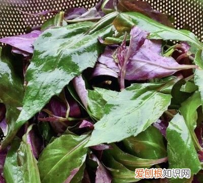 下饭神菜血皮菜猪肝