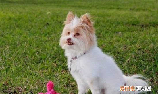 网上如何看电影,母狗没有奶水怎么催奶