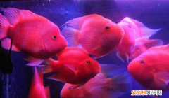 鹦鹉鱼浮在水面是什么原因，迷你鹦鹉鱼苗浮在水面是什么原因