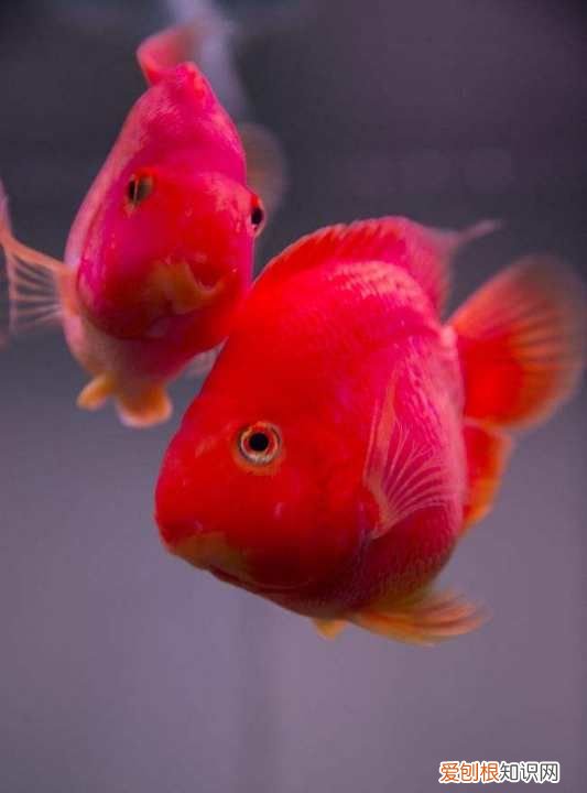 鹦鹉鱼浮在水面是什么原因,迷你鹦鹉鱼苗浮在水面是什么原因