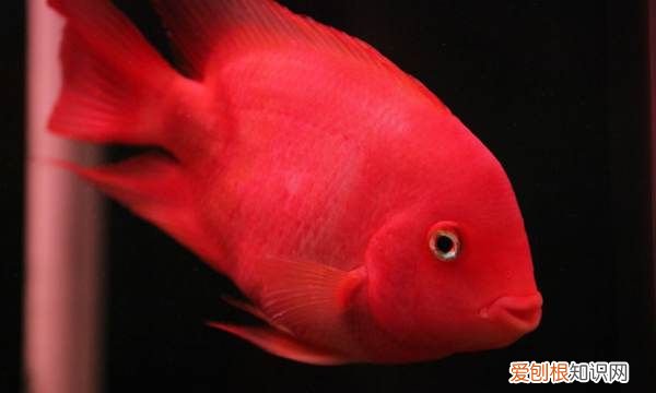 鹦鹉鱼浮在水面是什么原因,迷你鹦鹉鱼苗浮在水面是什么原因