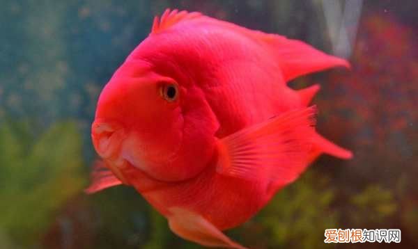 鹦鹉鱼浮在水面是什么原因,迷你鹦鹉鱼苗浮在水面是什么原因