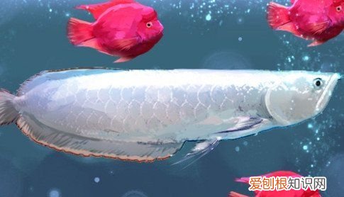 鹦鹉鱼和银龙能混养,鹦鹉鱼和银龙鱼一起混养怎么喂食