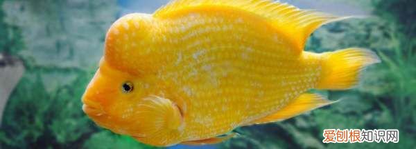 鹦鹉鱼掉鳞放点盐,鹦鹉鱼出现掉鳞是怎么回事