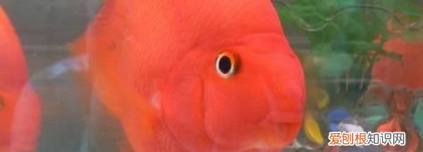 鹦鹉鱼掉鳞放点盐,鹦鹉鱼出现掉鳞是怎么回事