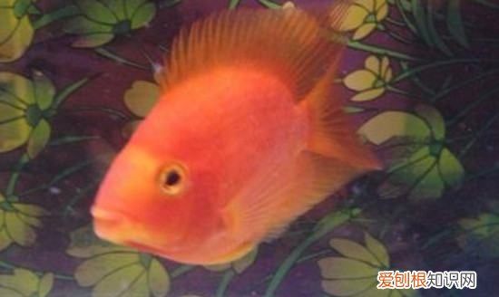 鹦鹉鱼掉鳞放点盐,鹦鹉鱼出现掉鳞是怎么回事