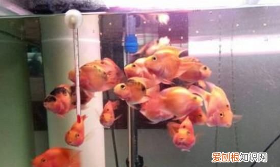 鹦鹉鱼掉鳞放点盐,鹦鹉鱼出现掉鳞是怎么回事