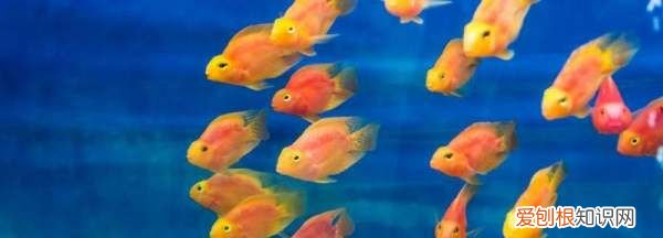 鹦鹉鱼扎堆在缸出水口，鹦鹉鱼聚集出水口怎么处理