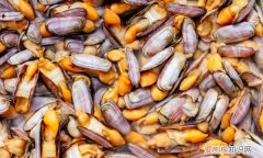 竹蛏怎么吃，竹蛏怎么做好吃有味道,好吃