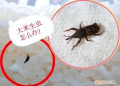 密封的大米为什么会生虫?还能不能吃?怎么防治呢