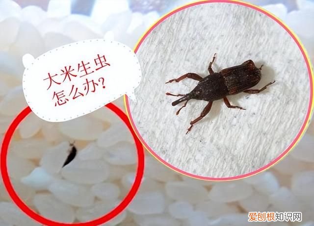 密封的大米为什么会生虫?还能不能吃?怎么防治呢
