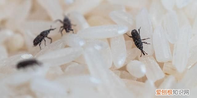 密封的大米为什么会生虫?还能不能吃?怎么防治呢