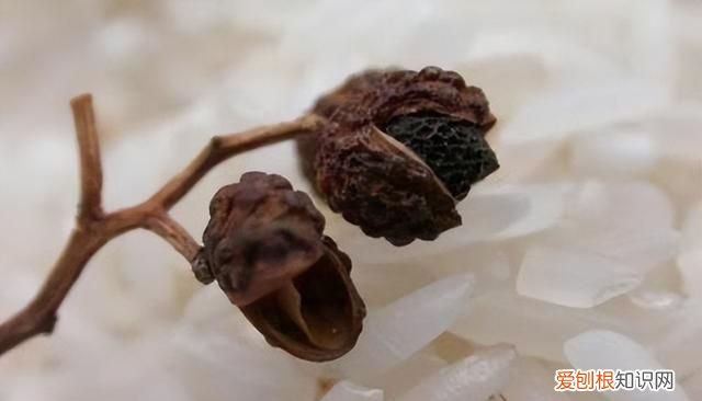 密封的大米为什么会生虫?还能不能吃?怎么防治呢