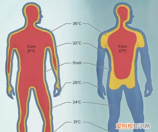 体温计几分钟,温度计要量几分钟腋下