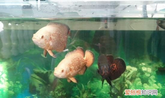 鹦鹉鱼和地图鱼可以混养，地图鱼和鹦鹉鱼能一起养吗?养几条好?