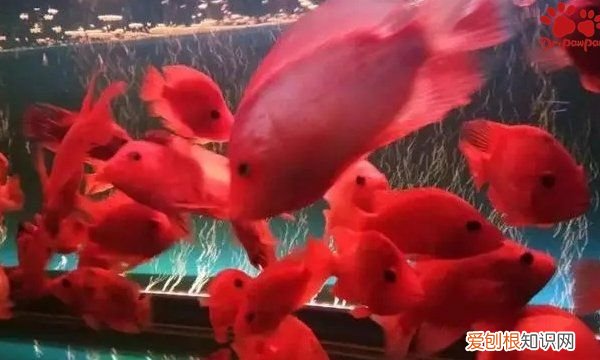 鹦鹉鱼和地图鱼可以混养，地图鱼和鹦鹉鱼能一起养吗?养几条好?