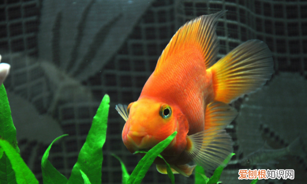 鹦鹉鱼和地图鱼可以混养,地图鱼和鹦鹉鱼能一起养吗?养几条好?