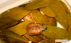 养龟龙眼叶多久换一次，养乌龟龙眼叶多久换一次