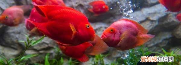 鹦鹉鱼晚上需要开灯,鹦鹉鱼晚上用开灯吗