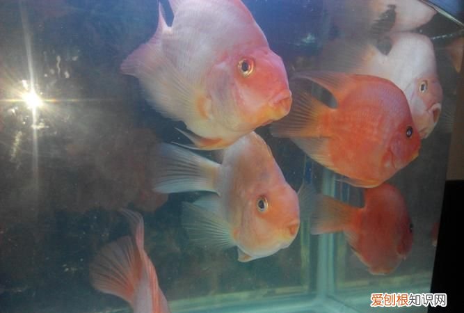 鹦鹉鱼尾巴黑了怎么回事