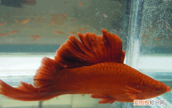 鹦鹉鱼身上烂了怎么办，鹦鹉鱼身上有白点腐烂怎么办