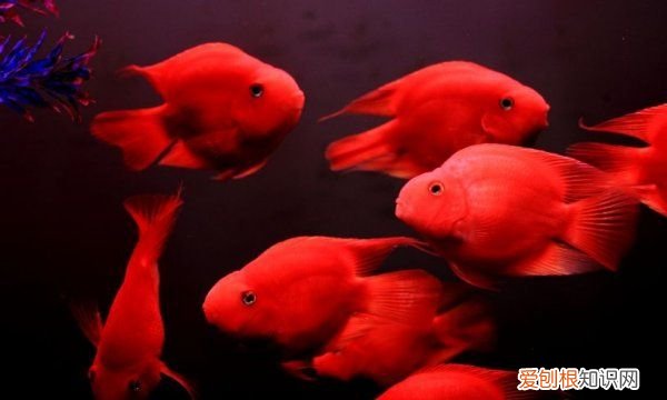 鹦鹉鱼身上烂了怎么办,鹦鹉鱼身上有白点腐烂怎么办