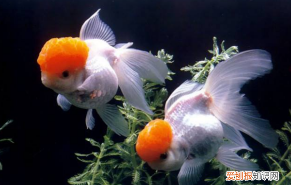 鹦鹉鱼身上烂了怎么办，鹦鹉鱼身上有白点腐烂怎么办