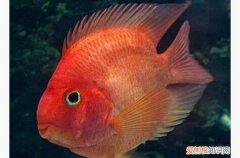 鹦鹉鱼嘴黑了怎么回事，为什么养的红鹦鹉鱼嘴会发黑呢
