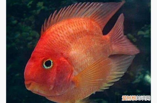 鹦鹉鱼嘴黑了怎么回事,为什么养的红鹦鹉鱼嘴会发黑呢