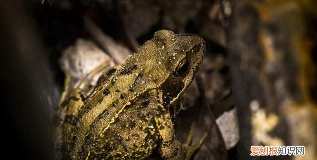 活蟾蜍怎么采集蟾衣,干蟾蜍和活蟾蜍有什么区别