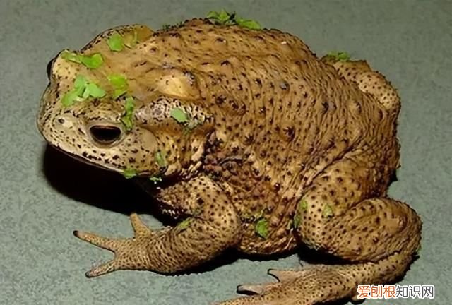 活蟾蜍怎么采集蟾衣,干蟾蜍和活蟾蜍有什么区别