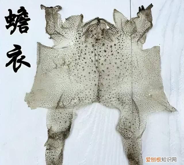 活蟾蜍怎么采集蟾衣,干蟾蜍和活蟾蜍有什么区别