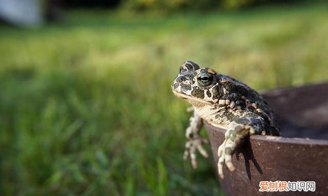 活蟾蜍怎么采集蟾衣,干蟾蜍和活蟾蜍有什么区别