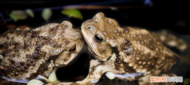 活蟾蜍怎么采集蟾衣,干蟾蜍和活蟾蜍有什么区别