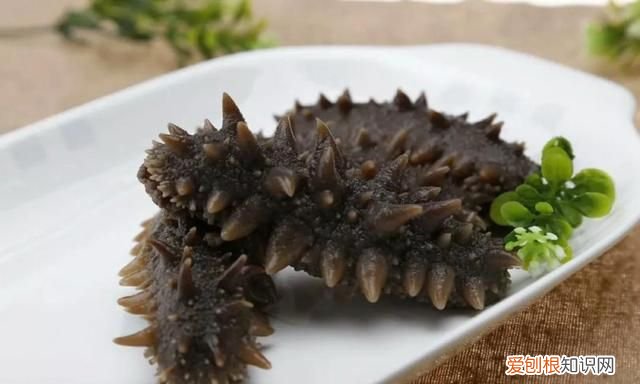 辽东半岛特色海参,胶东半岛海参特点