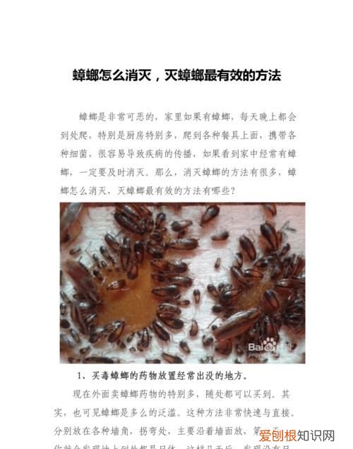 怎么灭掉家里的蟑螂,怎样彻底消灭家里的蟑螂