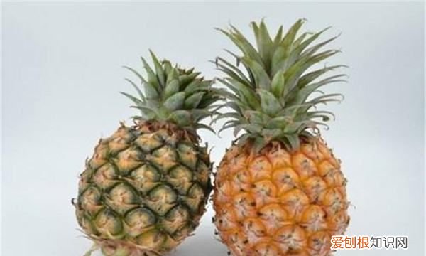 凤梨长什么样,凤梨和菠萝怎么区分图片