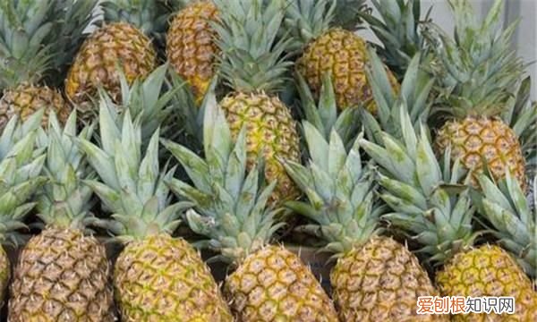 凤梨长什么样,凤梨和菠萝怎么区分图片