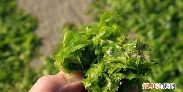 池塘绿藻怎么清除，鱼池水有绿藻怎么处理