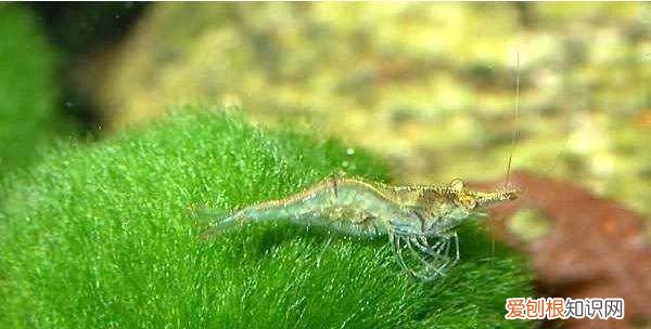 池塘绿藻怎么清除，鱼池水有绿藻怎么处理