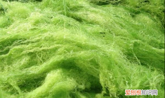 池塘绿藻怎么清除，鱼池水有绿藻怎么处理