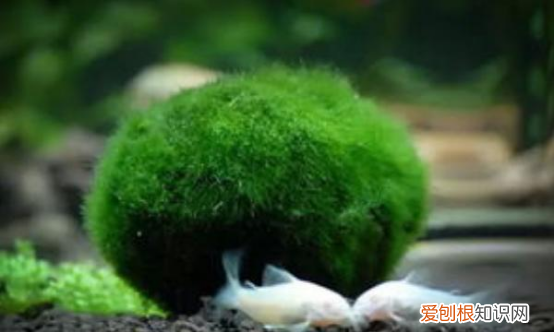 池塘绿藻怎么清除，鱼池水有绿藻怎么处理