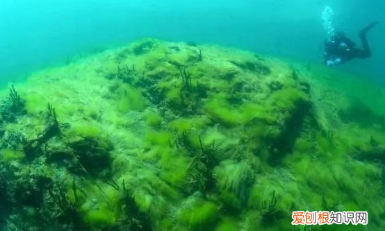 池塘绿藻怎么清除，鱼池水有绿藻怎么处理