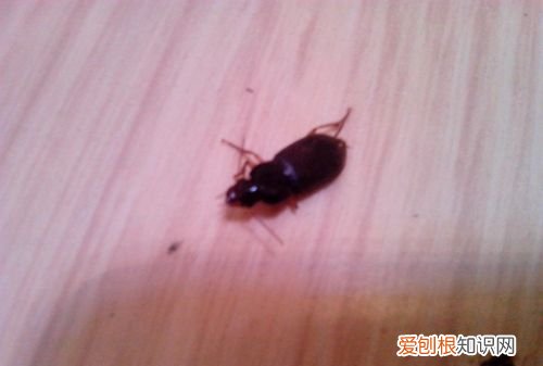 蟑螂一般出现在什么地方,蟑螂一般躲在家里的什么地方