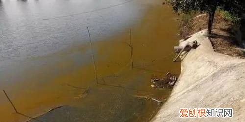 鱼塘里的水锈怎么去除