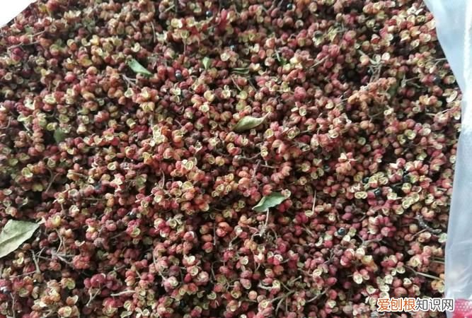 花椒叶怎么晒干不变色，晒花椒时怎么才能不变黑